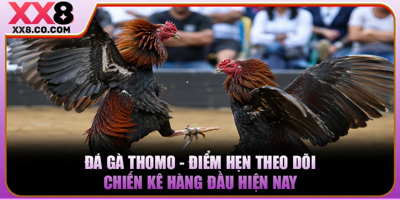 Đá Gà Thomo - Điểm Hẹn Theo Dõi Chiến Kê Hàng Đầu Hiện Nay
